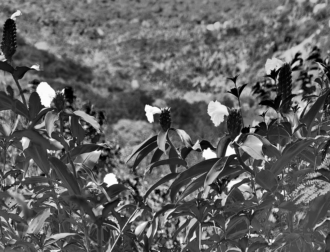 White Flower Black: Lunaire's Field-Tested Picks