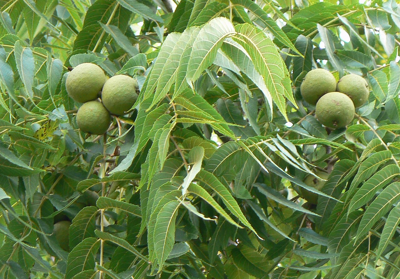 Black Walnut Tree: Lunaire's Field-Tested Picks