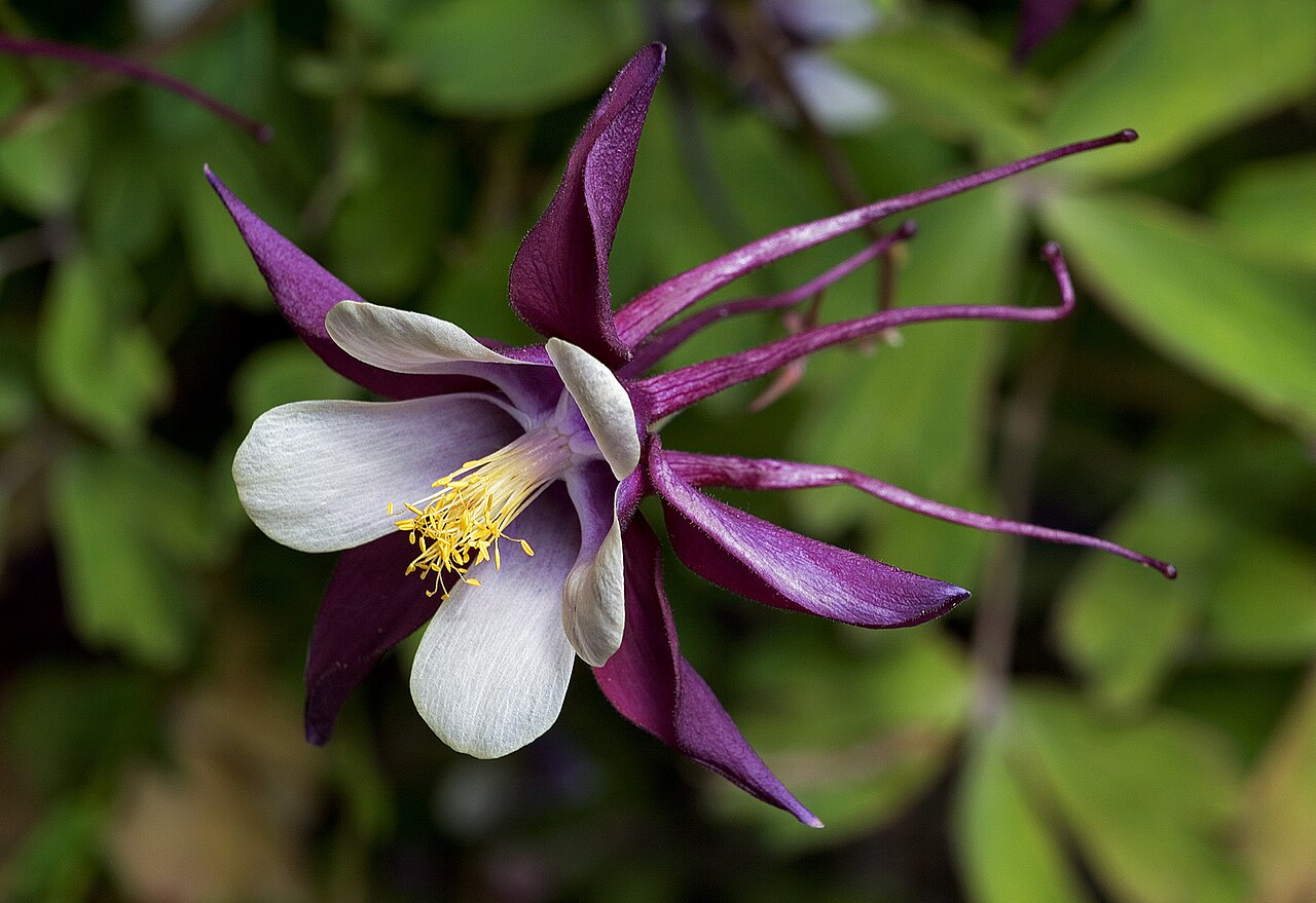 Purple Flowers Names and Pictures: Lunaire's Field-Tested Picks
