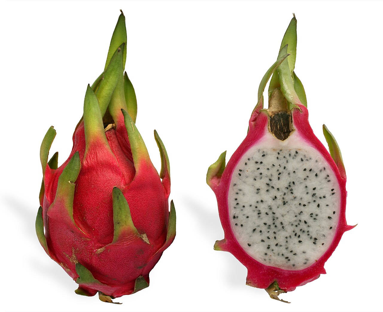Dragon Fruit: The Climbing Cactus That Actually Fruits at Home — Hylocereus undatus