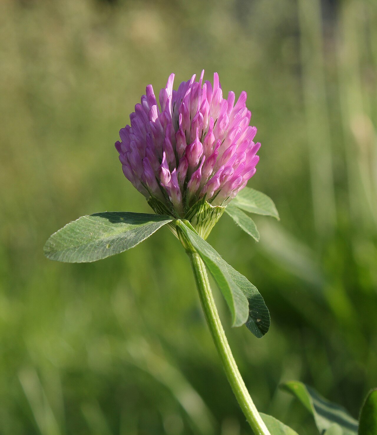 Flower Red Flower: Lunaire's Field-Tested Picks
