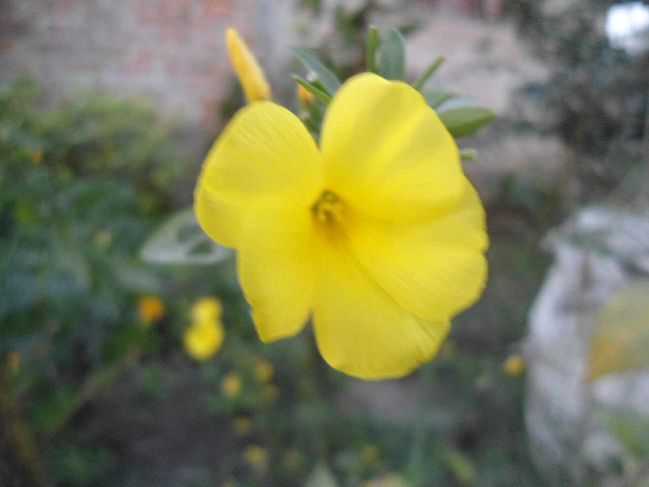 Yellow Colour Flowers: Lunaire's Field-Tested Picks