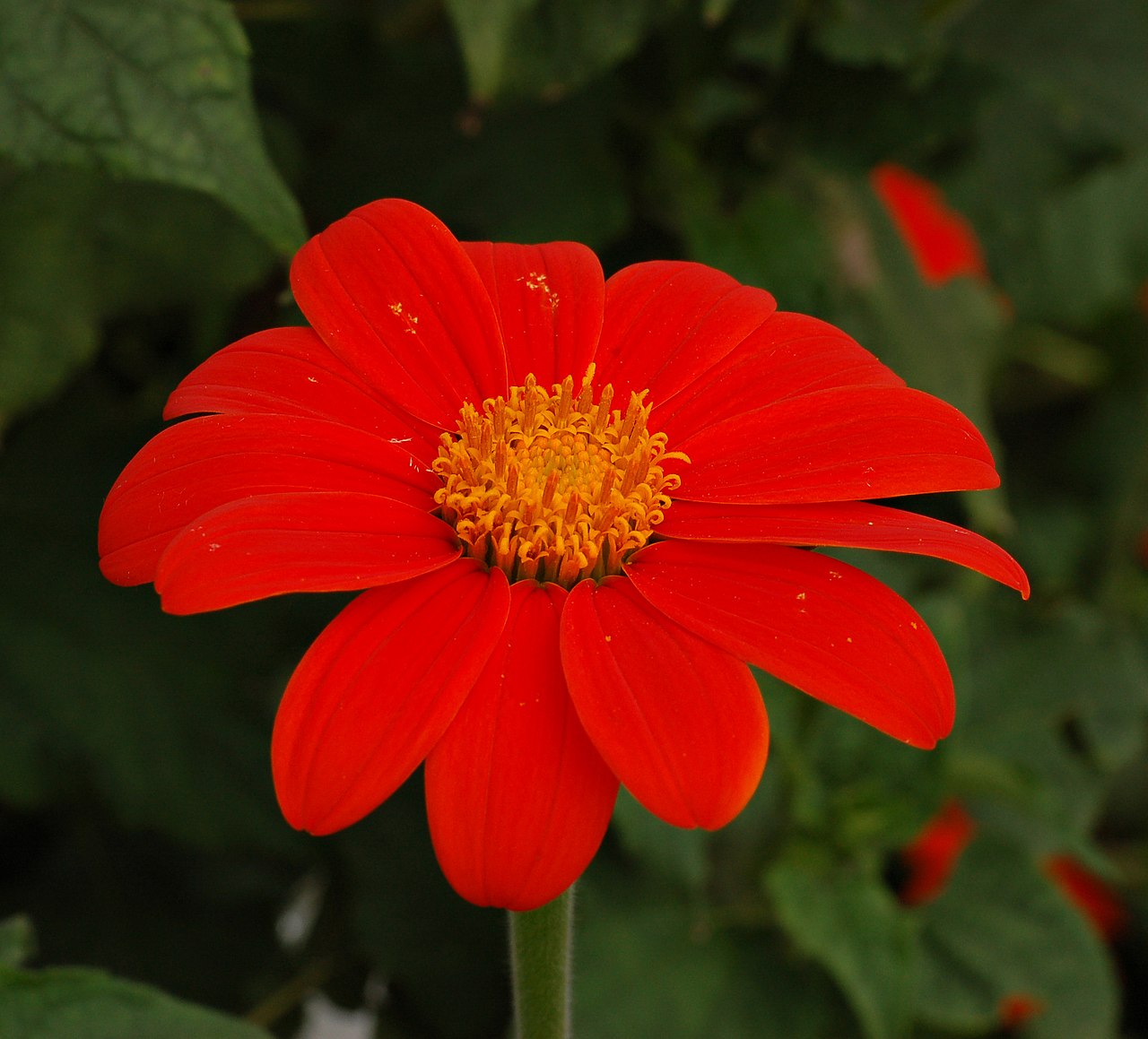 Flower of Red: Lunaire's Field-Tested Picks