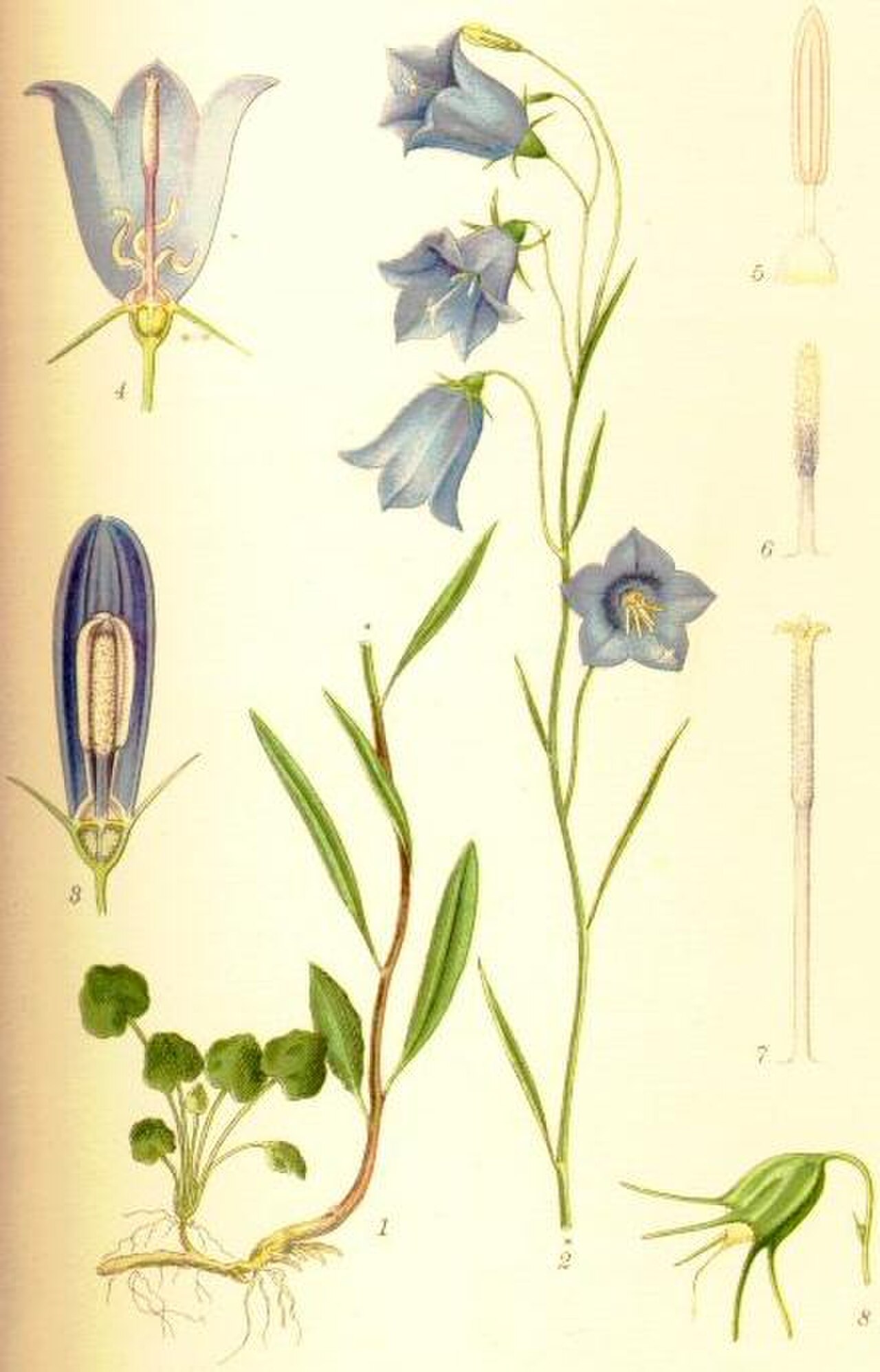 Bluebell Flower: Lunaire's Field-Tested Picks