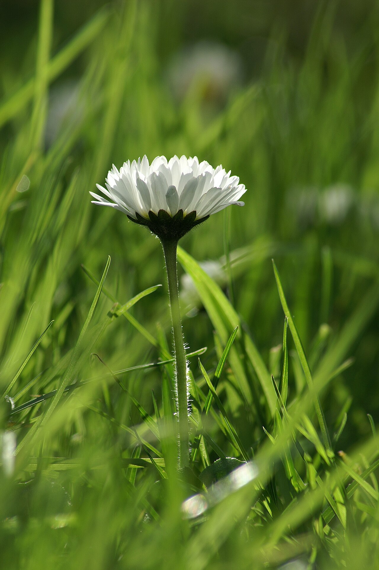 April Birth Flower: Daisy and Sweet Pea