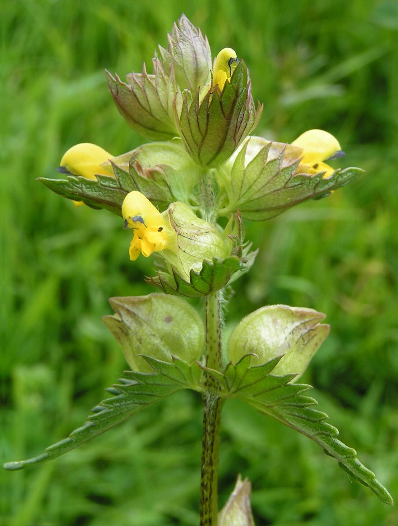 Yellow with Flowers: Lunaire's Field-Tested Picks