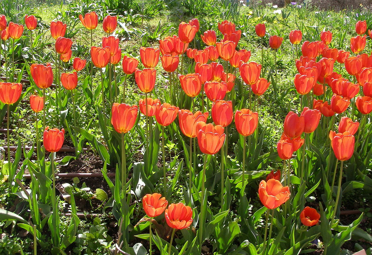 Tulip Bulbs — Tulipa spp.