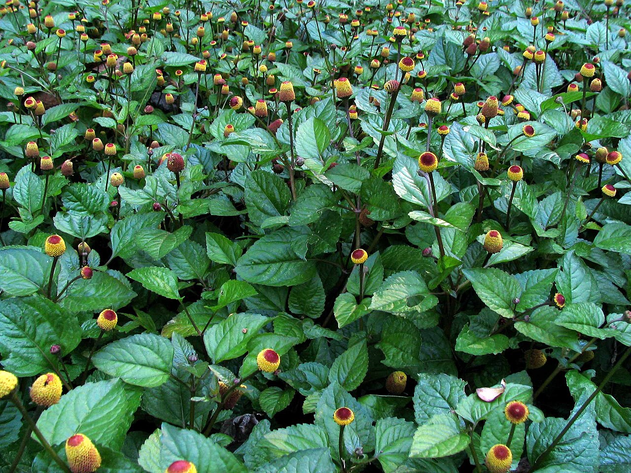 Ground Cover Plants