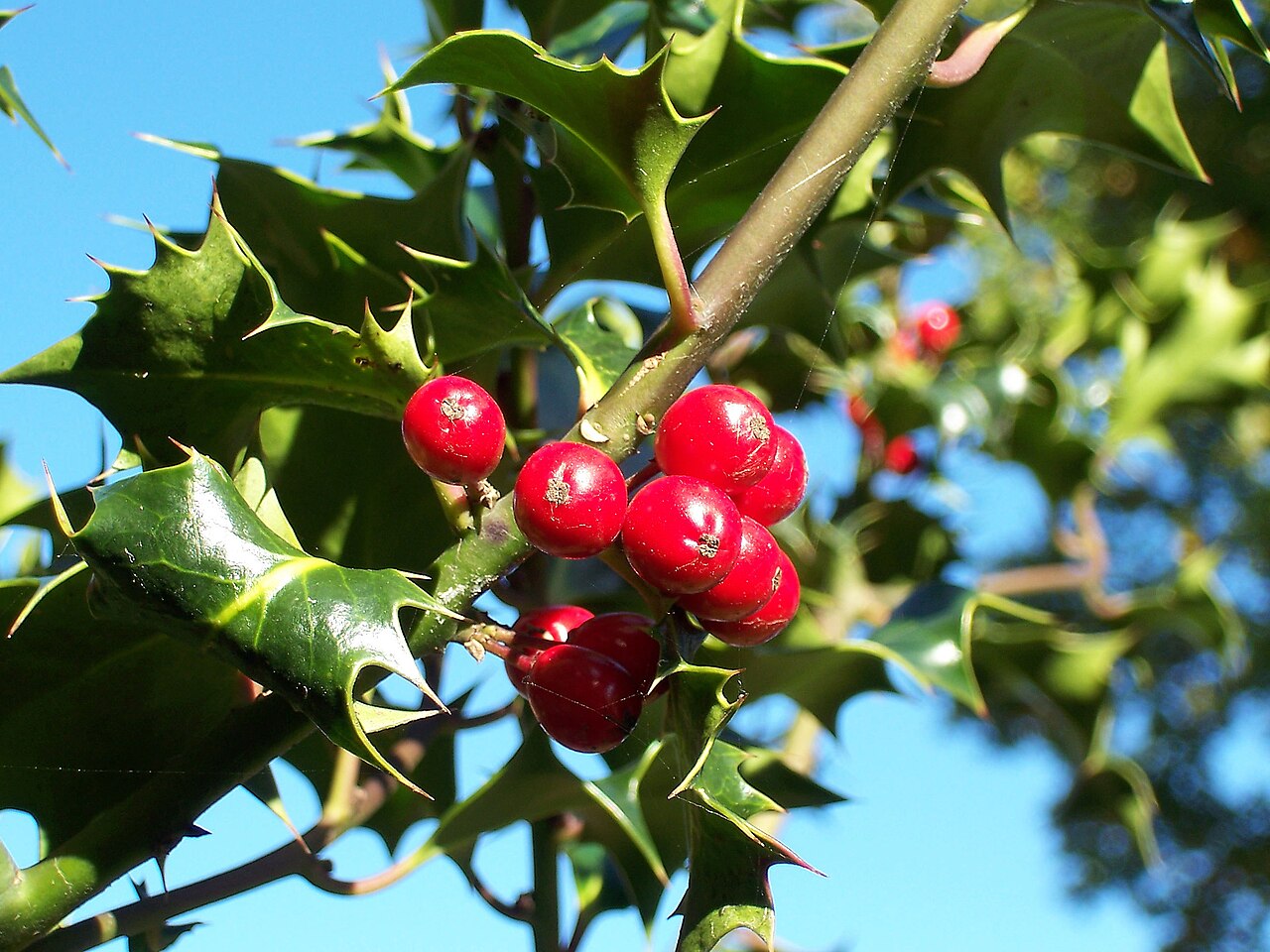 December Birth Flower: Narcissus and Holly