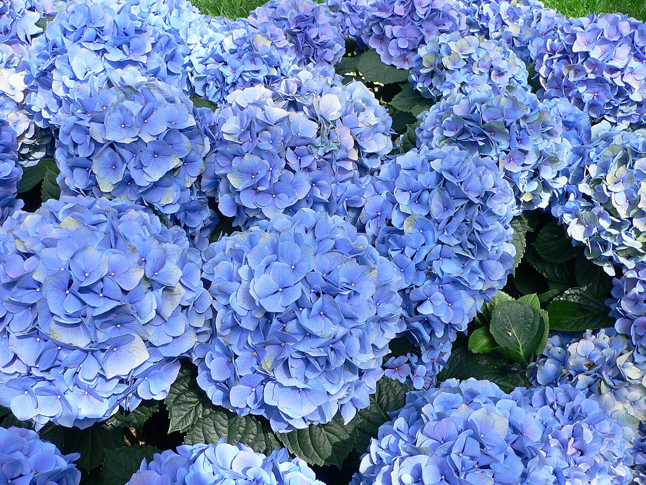 Blue Hydrangea Flowers: Lunaire's Field-Tested Picks