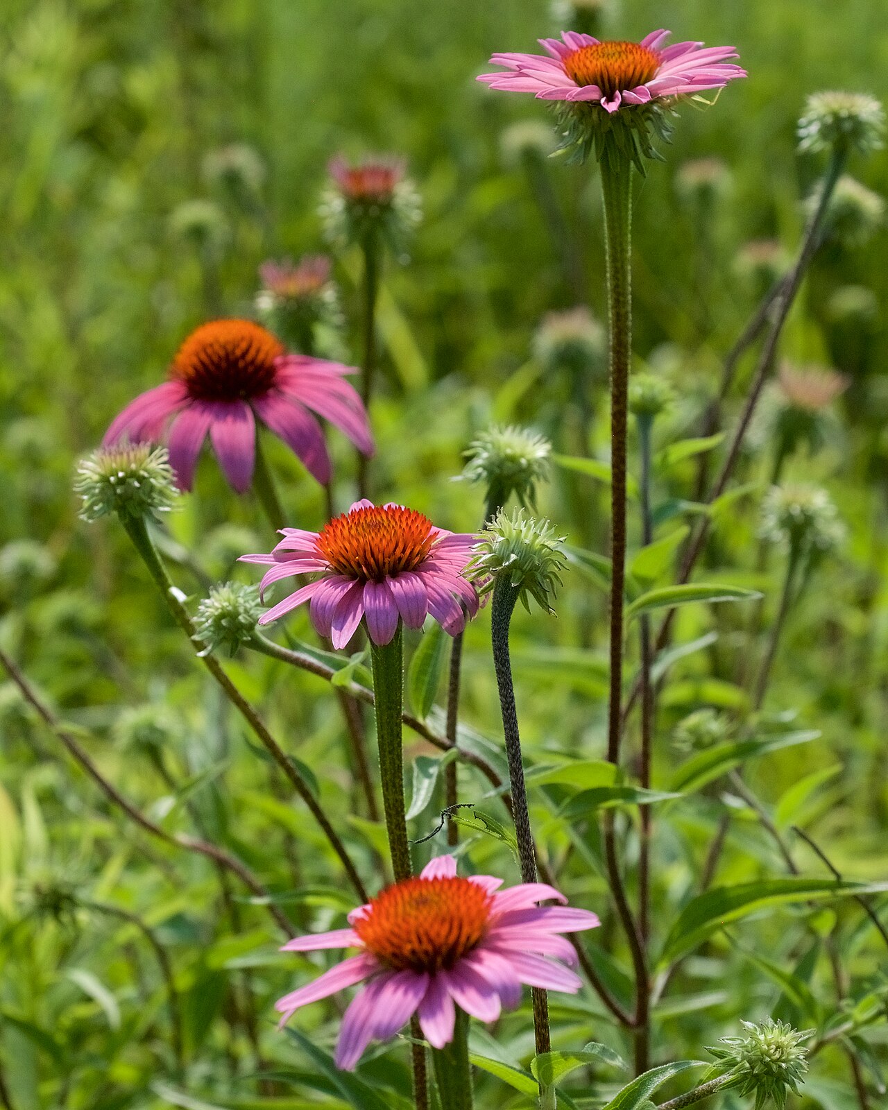 Purple Coneflower: Lunaire's Field-Tested Picks