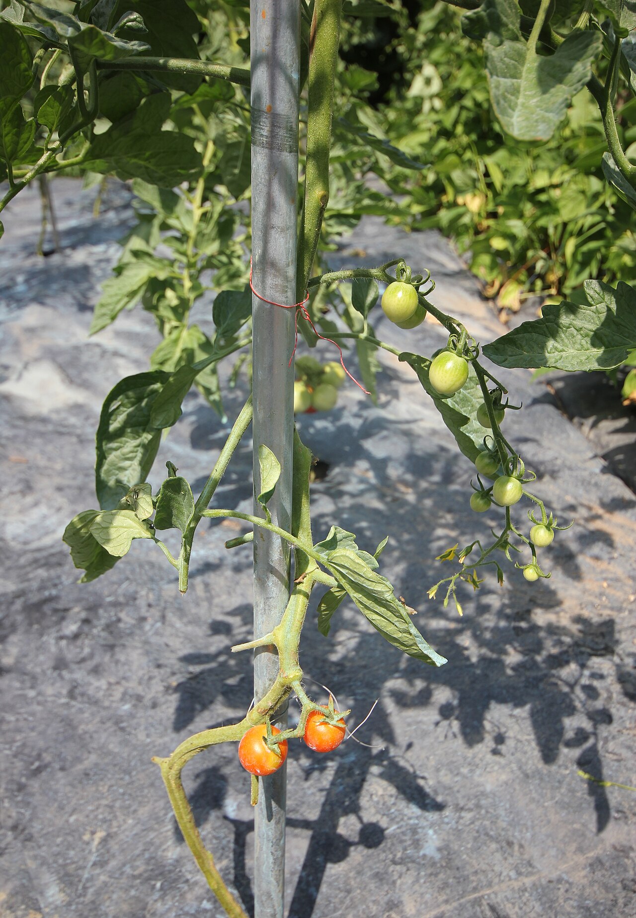 How to Grow Tomatoes in Pots