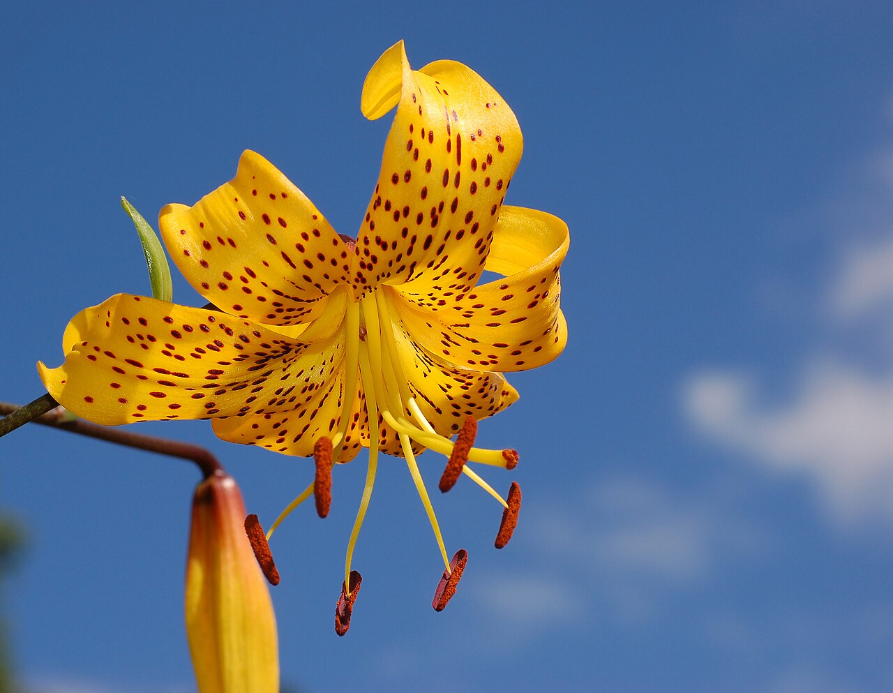 Flower and Blue: Lunaire's Field-Tested Picks