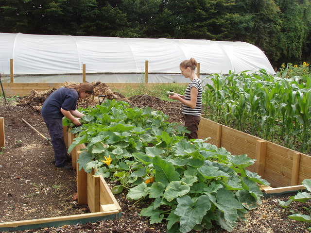 Raised Bed Gardening: Sizing, Soil, and Setup That Actually Work