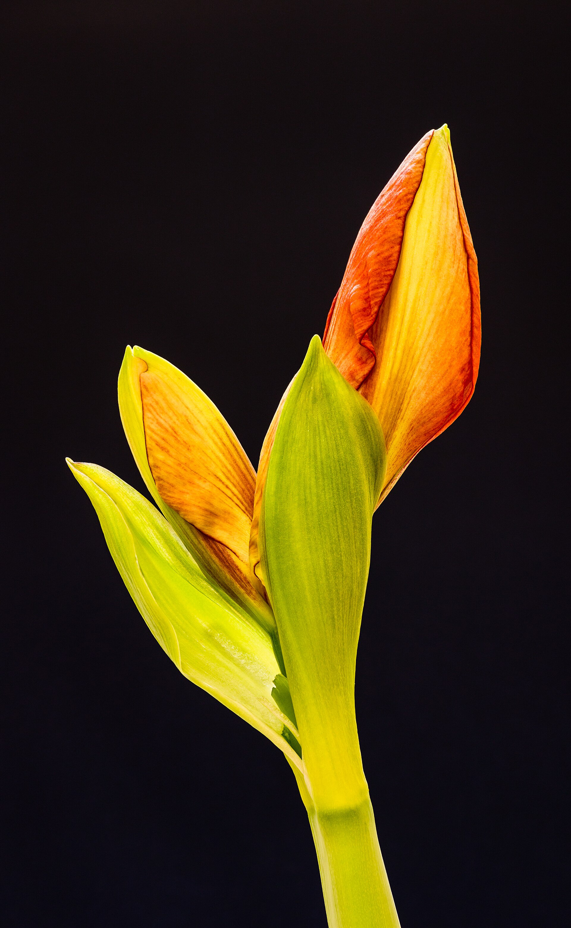 14 Air-Purifying Houseplants That Are Hard to Kill